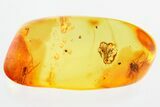 Detailed Fossil Parasitoid Wasp and Fungus Gnat In Baltic Amber #325359-1
